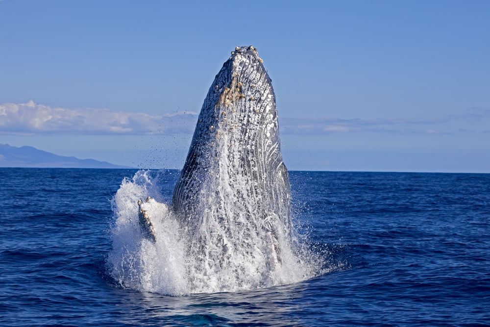 Breaching humpback whale (Megaptera novaeangliae) Maui Hawaii United States of America Canvas Art - Dave Fleetham Design Pics (18 x 12)