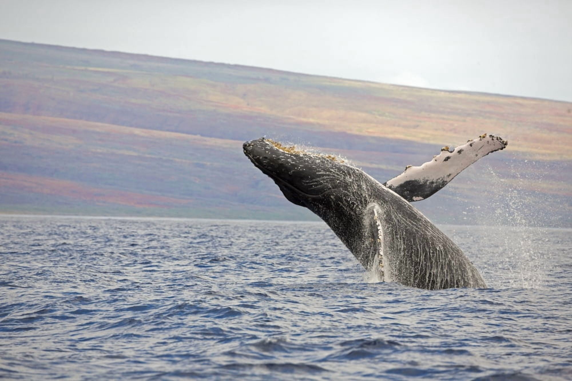 Breaching humpback whale (Megaptera novaeangliae) Maui Hawaii United States of America Canvas Art - Dave Fleetham Design Pics (38 x 24)