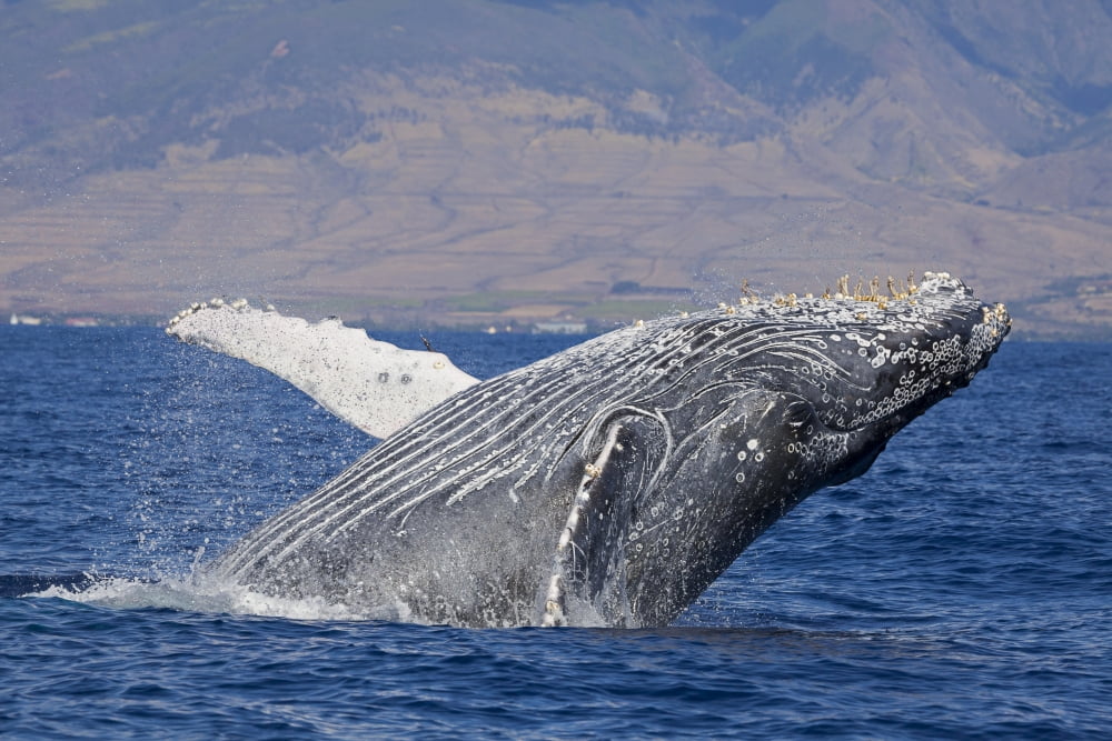 Breaching humpback whale (Megaptera novaeangliae) with the West Maui town of Lahaina in the background Maui Hawaii United States of America Canvas Art - Dave Fleetham Design Pics (18 x 12)