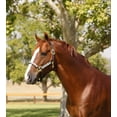 thumbnail image 1 of Kensington Premium Breakaway Nylon Halter, 1 of 4