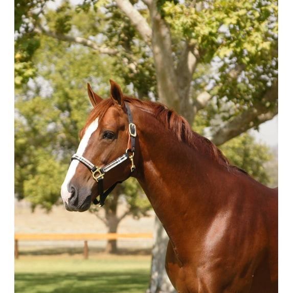 Kensington Premium Breakaway Nylon Halter