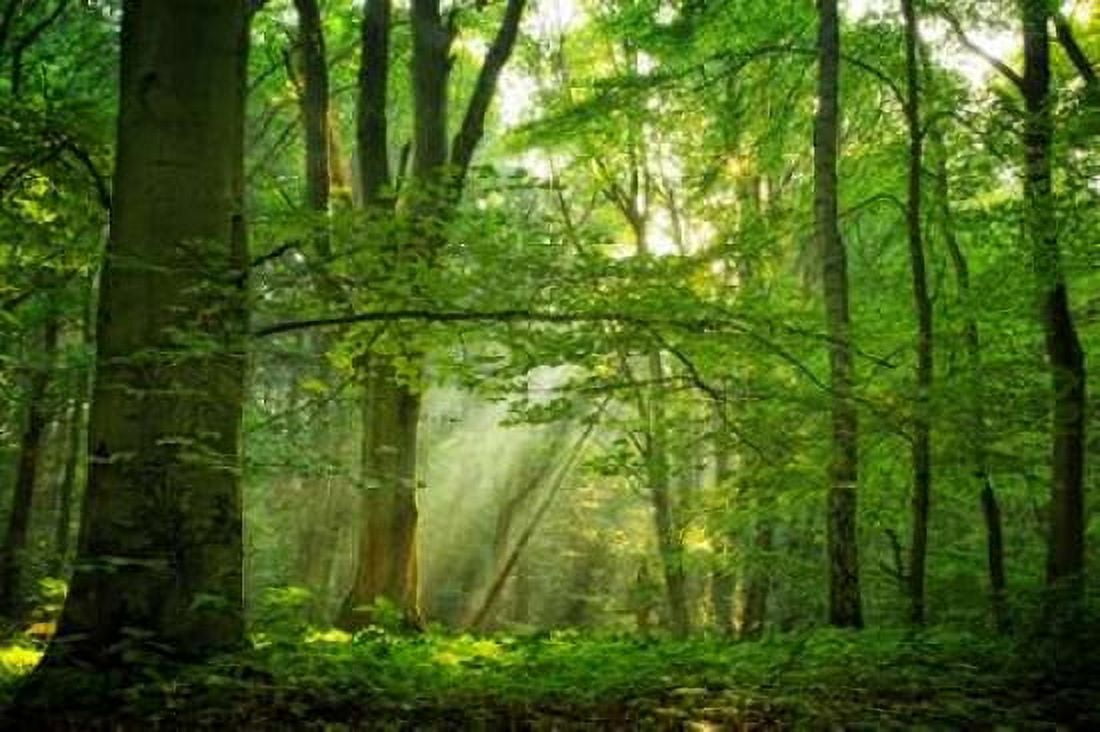 Breathe Canvas Art - Lars Van de Goor (12 x 18)