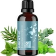 thumbnail image 1 of Breathe Easy Mint & Eucalyptus Essential Oil Blend - Calming Sleep Essential Oil for Diffuser - Maple Holistics Peppermint & Tea Tree Essential Oils for Home Aromatherapy, 1 of 8
