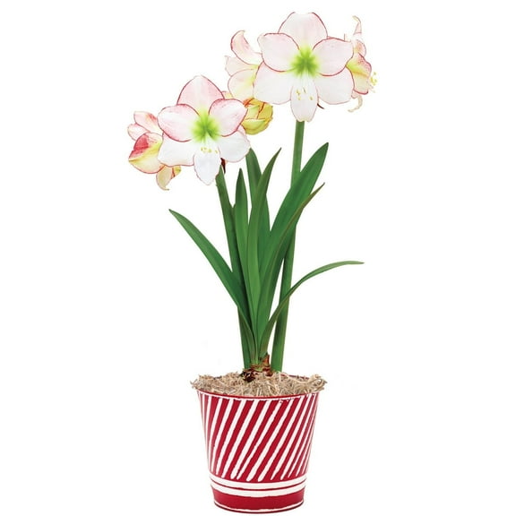 Breck's Amaryllis White Flowering Picotee Amaryllis Bulb Gift Kit, One pre-planted bulb per offer