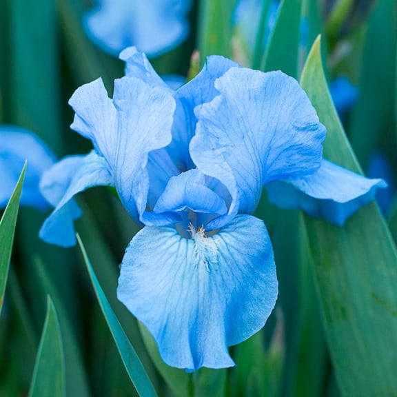 Breck's Blue Flowering Forever Blue Reblooming Bearded Iris Bare Root Perennial Plant, 1-Pack