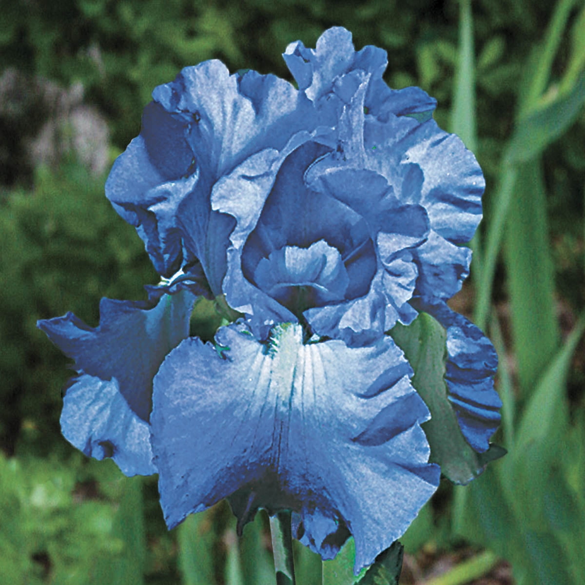 Breck's Blue Flowering Victoria Falls Reblooming Bearded Iris Bare Root
