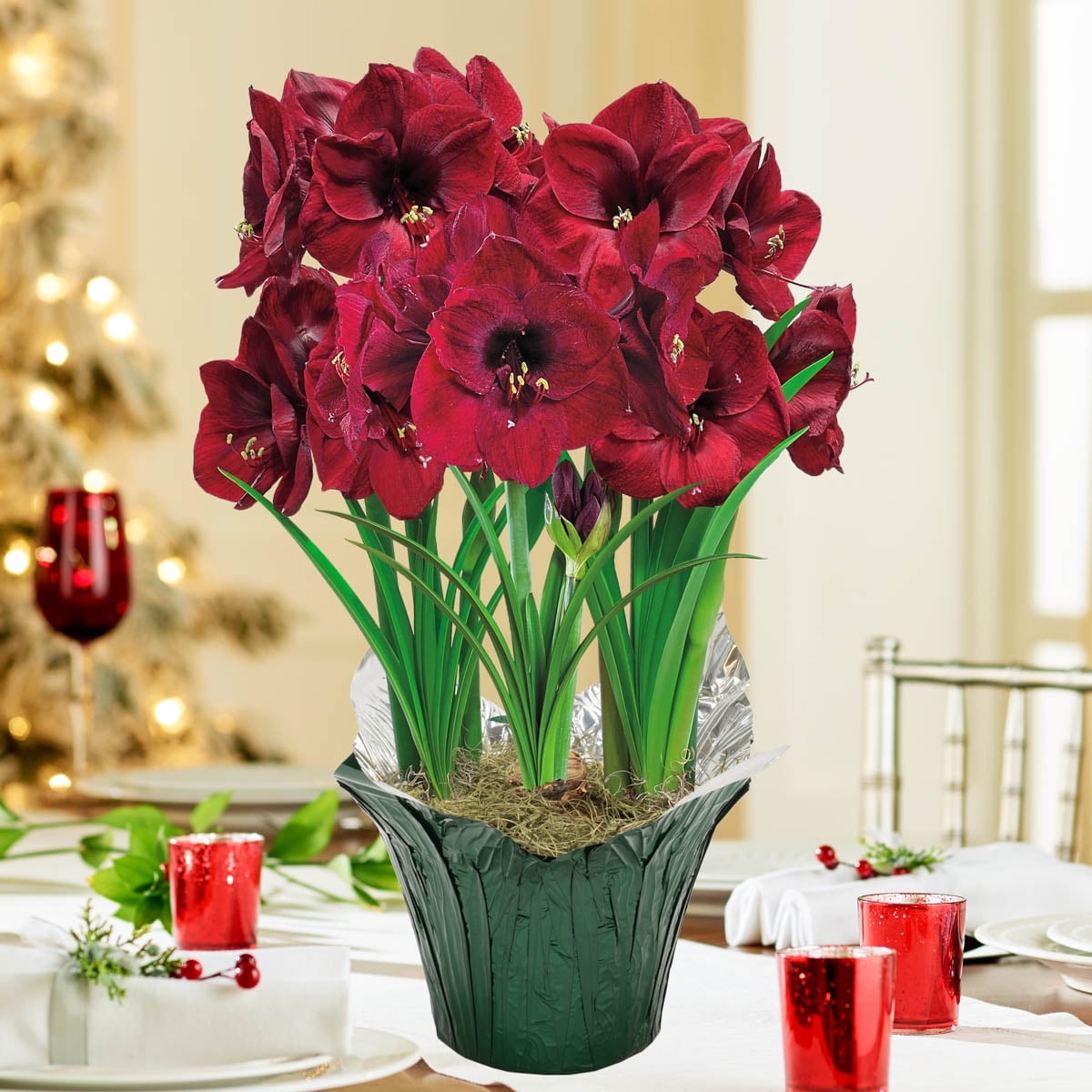 Breck's - Colossal Benfica Red Flowering Amaryllis Gift Kit - 3 bulbs planted in a 9 inch Pot