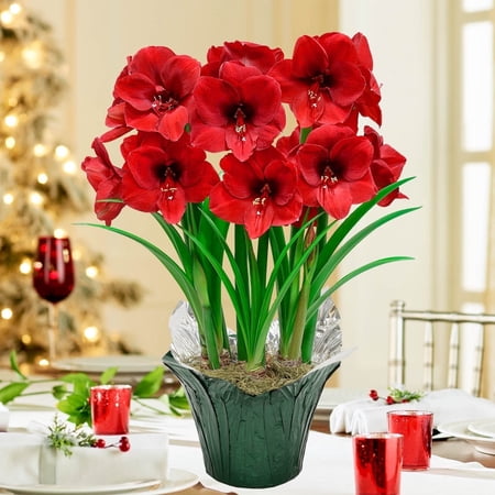 Breck's - Miracle Red Flowering Amaryllis Dormant Holiday Gift Kit - 3 bulbs planted in a 9 inch Pot