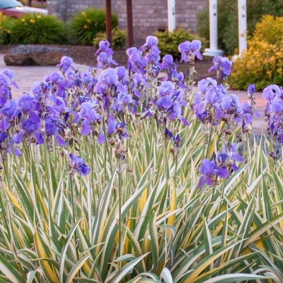 Breck's Purple Flowering Pallida Gold Variegated Iris Bare Root Perennial Plant, 1-Pack