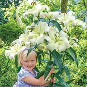 Brecks White Flowering Pretty Woman Giant Orienpet Lily Dormant Flower Bulbs, Set of 5 bulbs