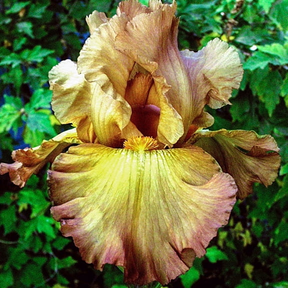 Breck's Yellow Flowering Lord of the Rings Reblooming Bearded Iris Bare Root Perennial Plant, 1-Pack