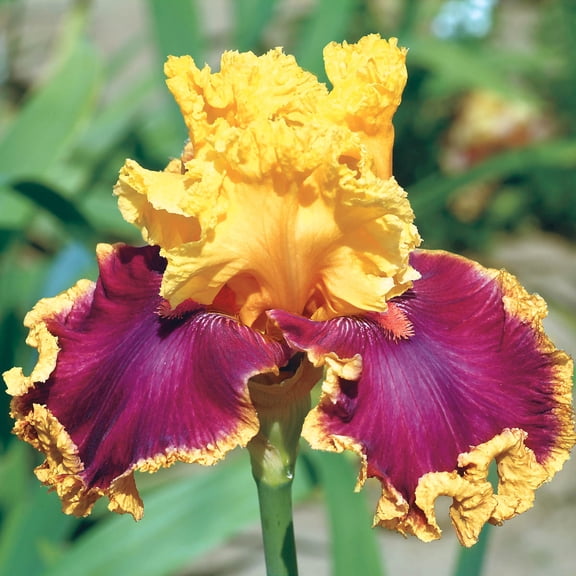 Breck's Yellow and Purple Flowering Decadence Bearded Iris Bare Root Perennial Plant, 1-Pack