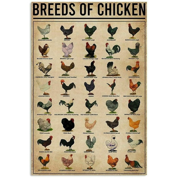 Breeds of Chickens Poster Vintage Metal Tin Signs Coffee Shop Rooster Iron Painting Retro Novelty Funny Bar Pub Restaurant Kitchen Farm Chicken Coop Tin Signs Wall Art Home Decor 8x12 Inch