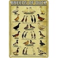 Breeds of Duck tin Sign, Duck Knowledge Metal Tin Sign Breeds Of Duck