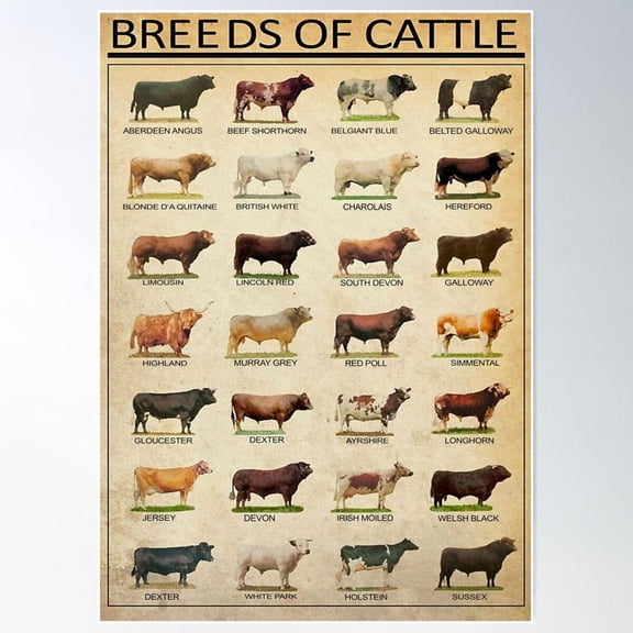 Breeds Of Beef Cattle Poster Poster Wall Art, Modern Wall Decor For Living Room Bedroom, 16x24 UNFRAMED
