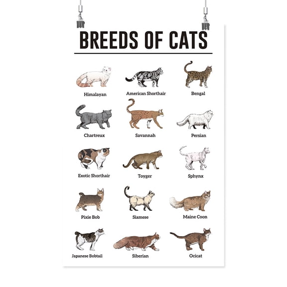 Breeds Of Cats Poster - Smartprints Designs,
