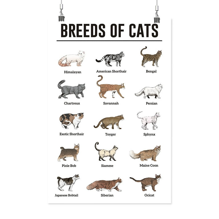 Breeds Of Cats Poster Smartprints Designs,