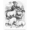 thumbnail image 1 of Breeds Of Sheep, 1841. /Na. Welsh Sheep; B. South, 1 of 3