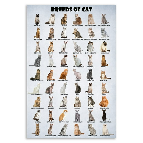 Breeds of Cat Poster Types of Cat Poster Cat of The World Funny Cat Lovers Poster