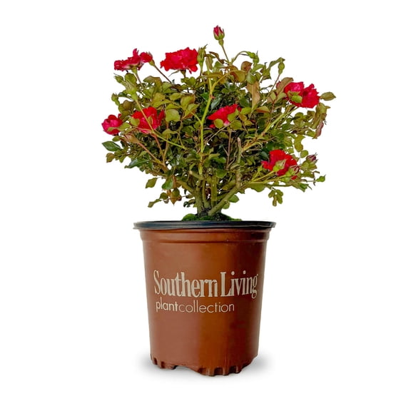 Southern Living It's A Breeze Rose Live Shrub in 2.5-Quart Grower Pot