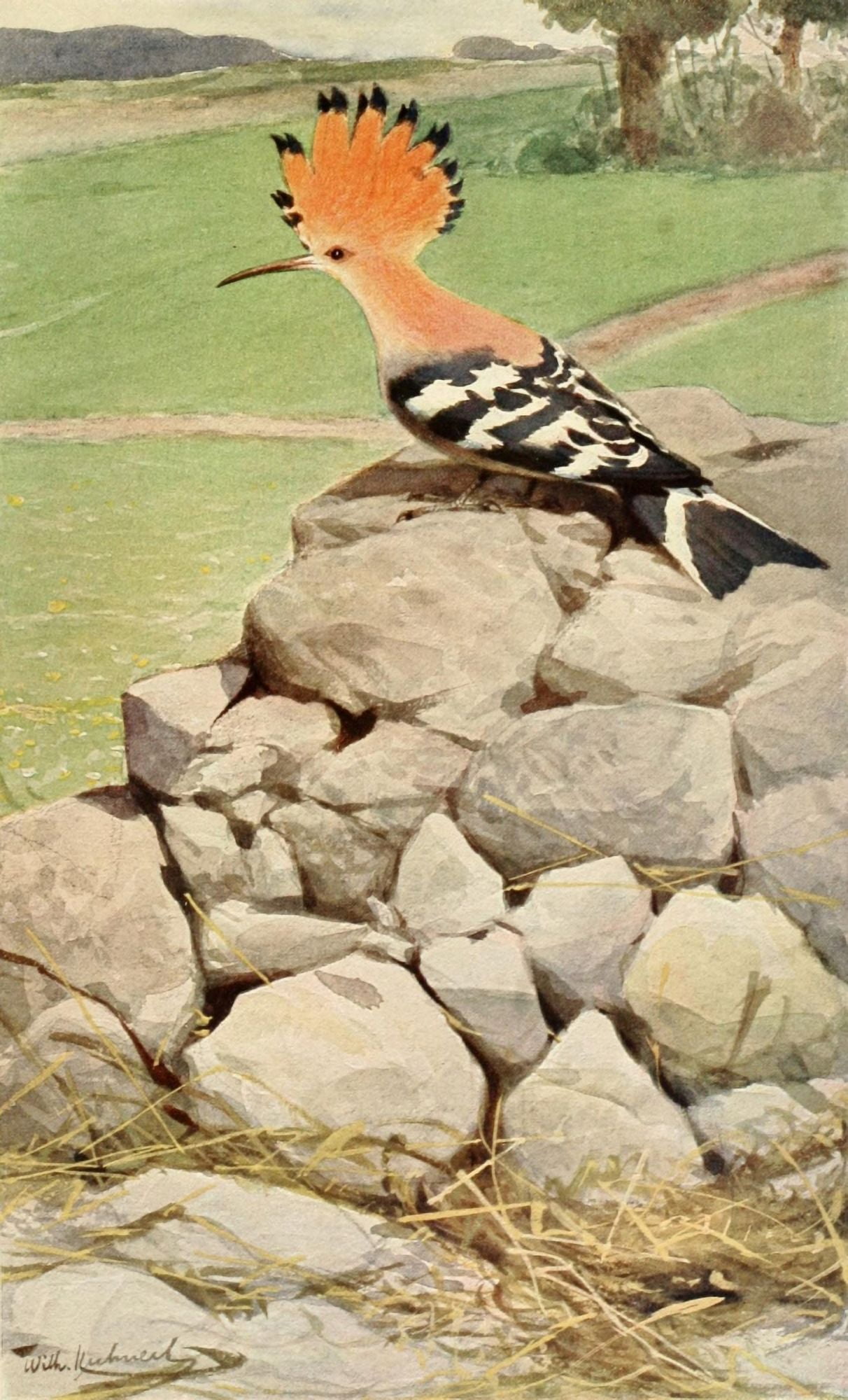 Brehms Life of Animals 1895 Hoopoe Canvas Art - FW Kuhnert (18 x 24)