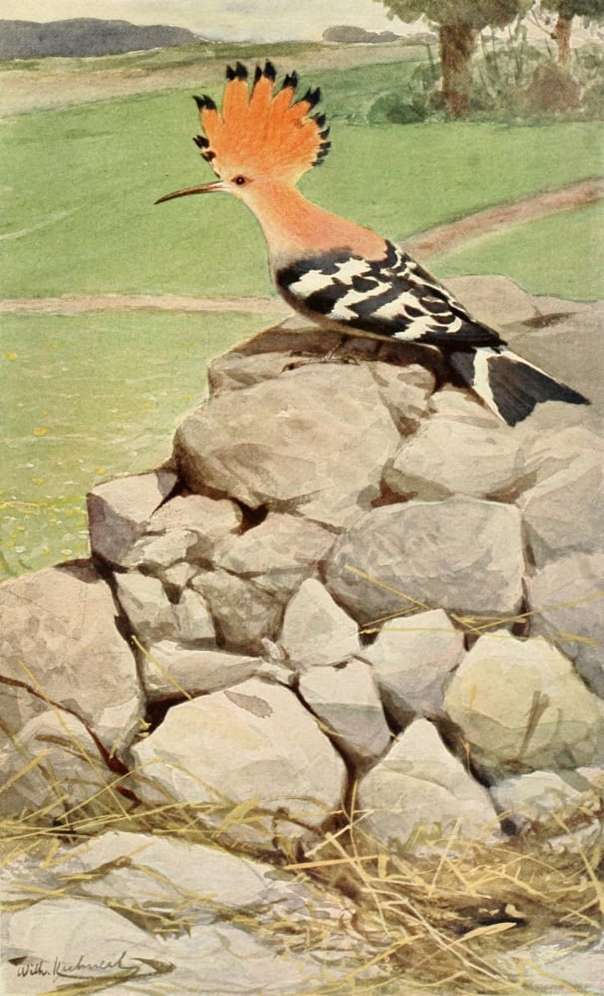Brehms Life of Animals 1895 Hoopoe Canvas Art - Friedrich Wilhelm Kuhnert (18 x 24)