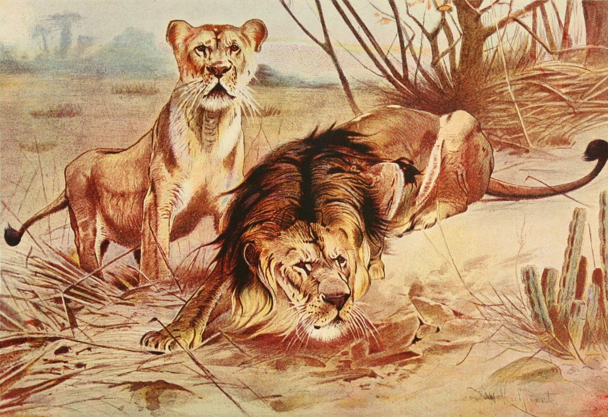 Brehms Life of Animals 1895 Lions Canvas Art - FW Kuhnert (24 x 36)