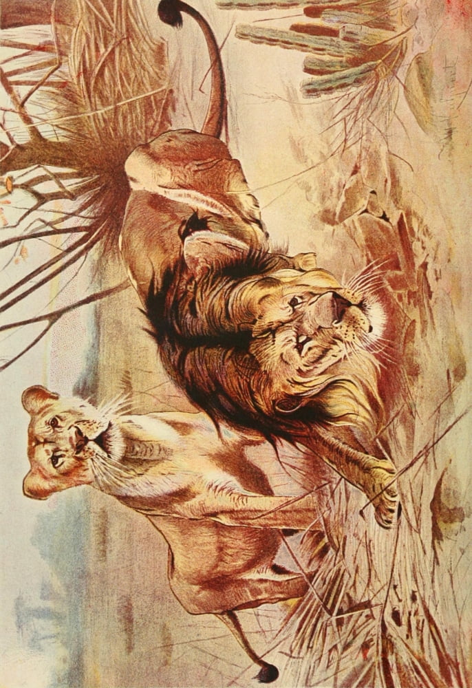 Brehms Life of Animals 1895 Lions Canvas Art - Friedrich Wilhelm Kuhnert (24 x 36)