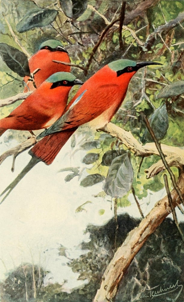 Brehms Life of Animals 1895 Northern Carmine Bee-eater Canvas Art - FW Kuhnert (24 x 36)