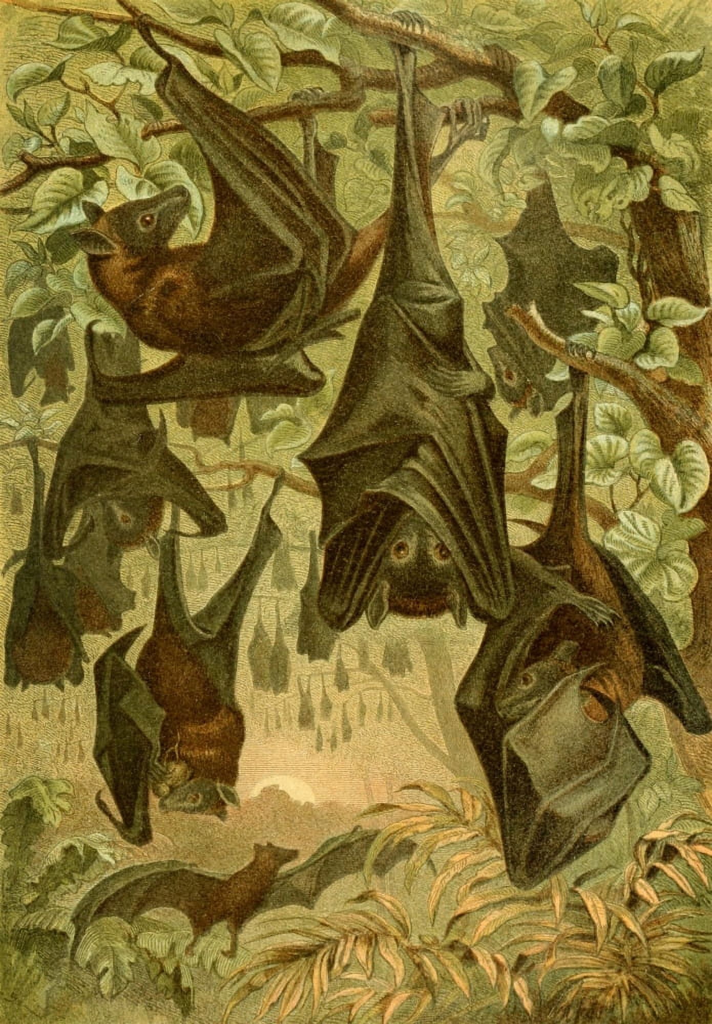 Brehms Tierleben 1893 Flying Fox Bats Canvas Art - Unknown (18 x 24)