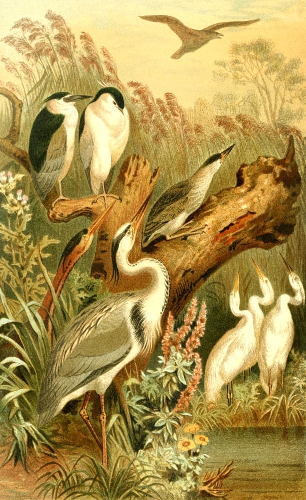 Brehms Tierleben 1893 Herons Canvas Art - Unknown (18 x 24)