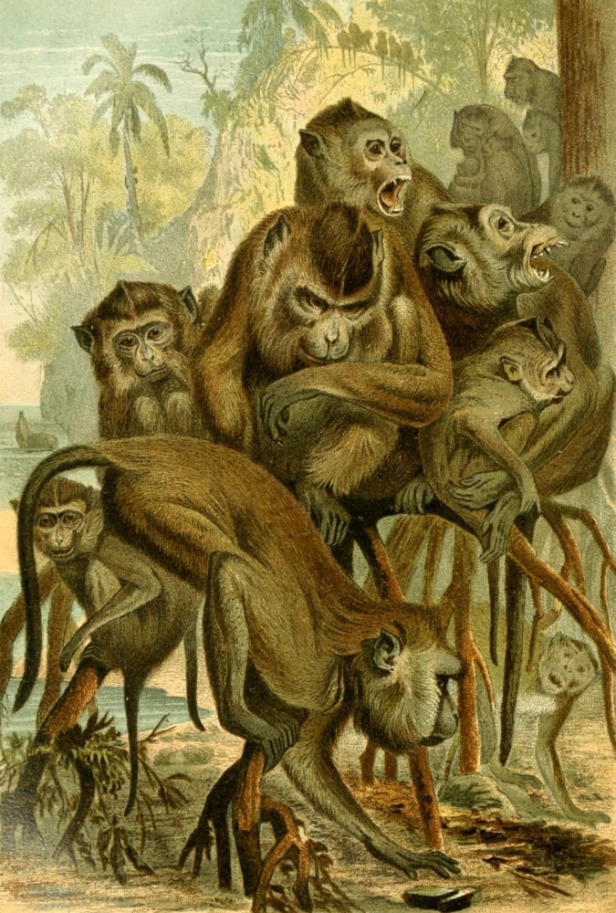Brehms Tierleben 1893 Macaque Canvas Art - Unknown (24 x 36)