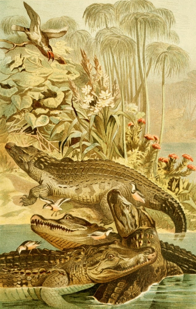 Brehms Tierleben 1893 Nile Crocodile Canvas Art - Unknown (18 x 24)