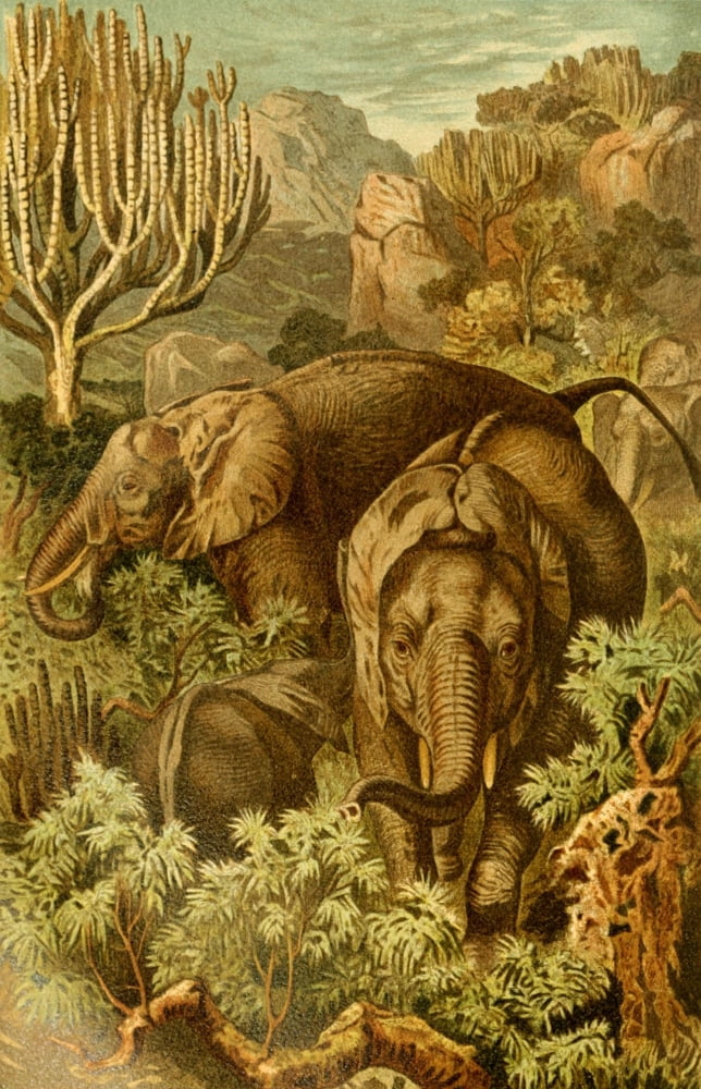 Brehms Tierleben 1900 African Elephant Canvas Art - Unknown (24 x 36)