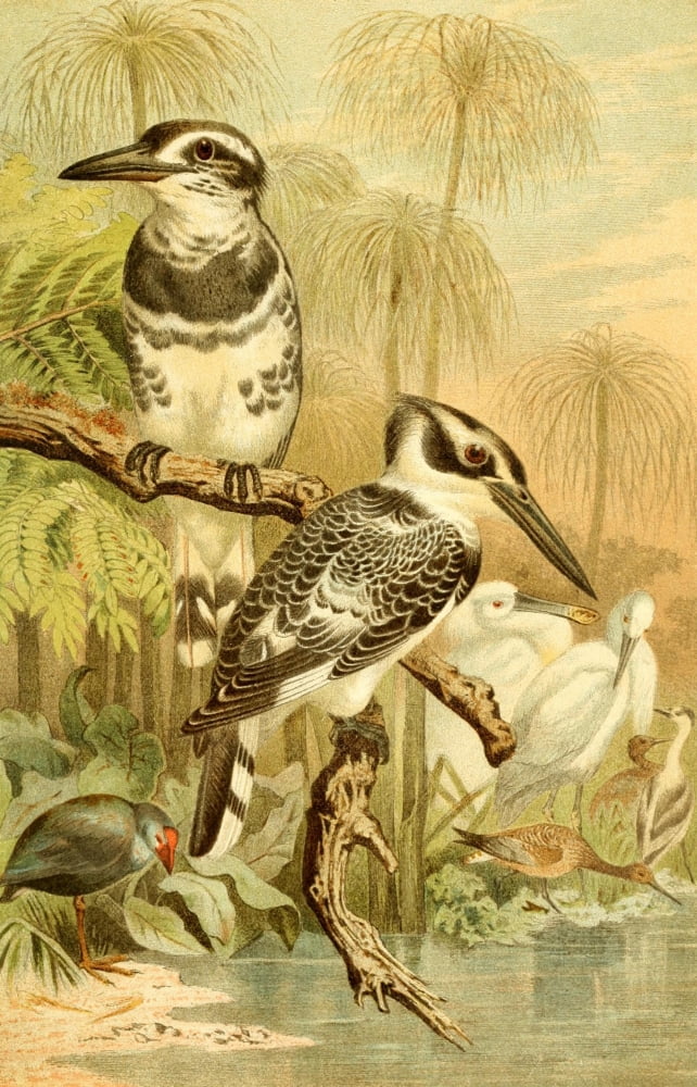 Brehms Tierleben 1900 Black & White Kingfisher Canvas Art - Unknown (18 x 24)
