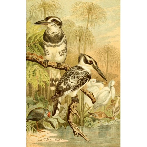 Brehms Tierleben 1900 Black & White Kingfisher Poster Print by Unknown (24 x 36)