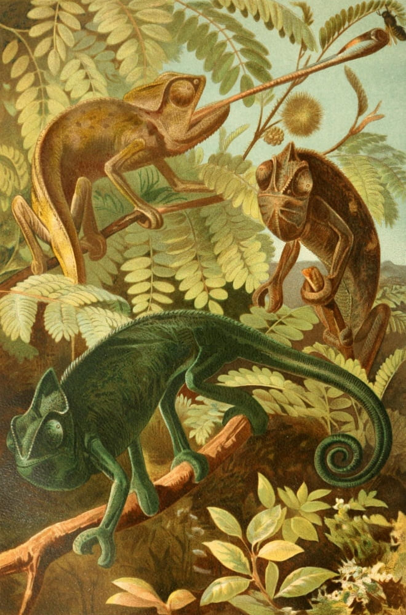 Brehms Tierleben 1900 Chameleon Canvas Art - Unknown (18 x 24)