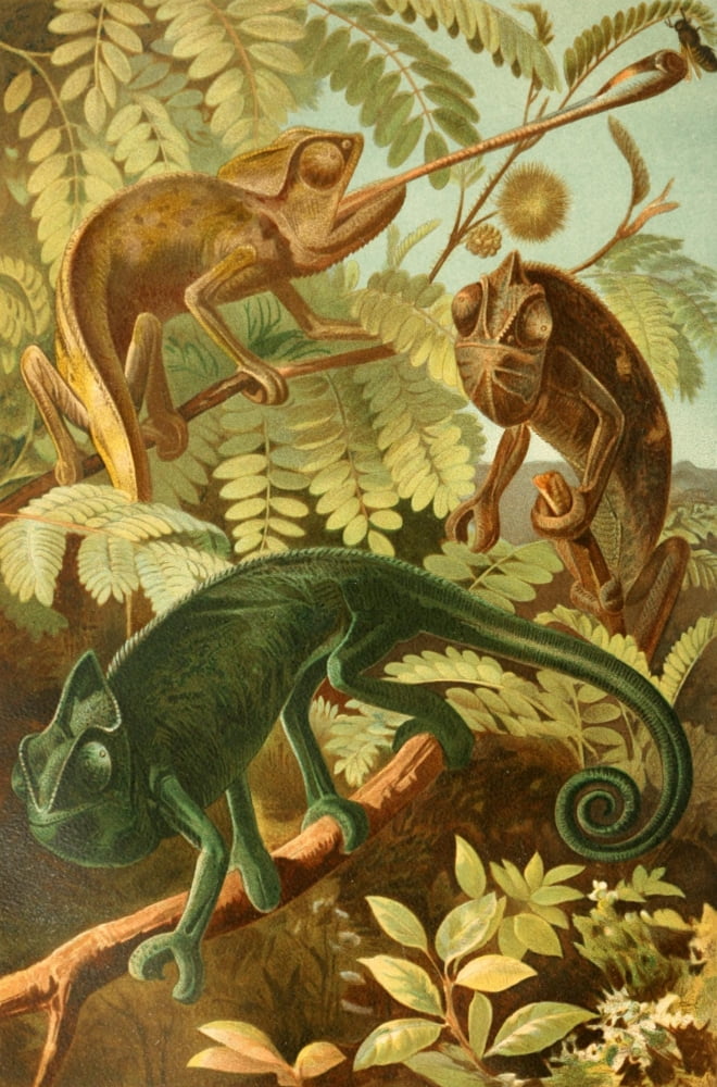Brehms Tierleben 1900 Chameleon Canvas Art - Unknown (24 x 36)