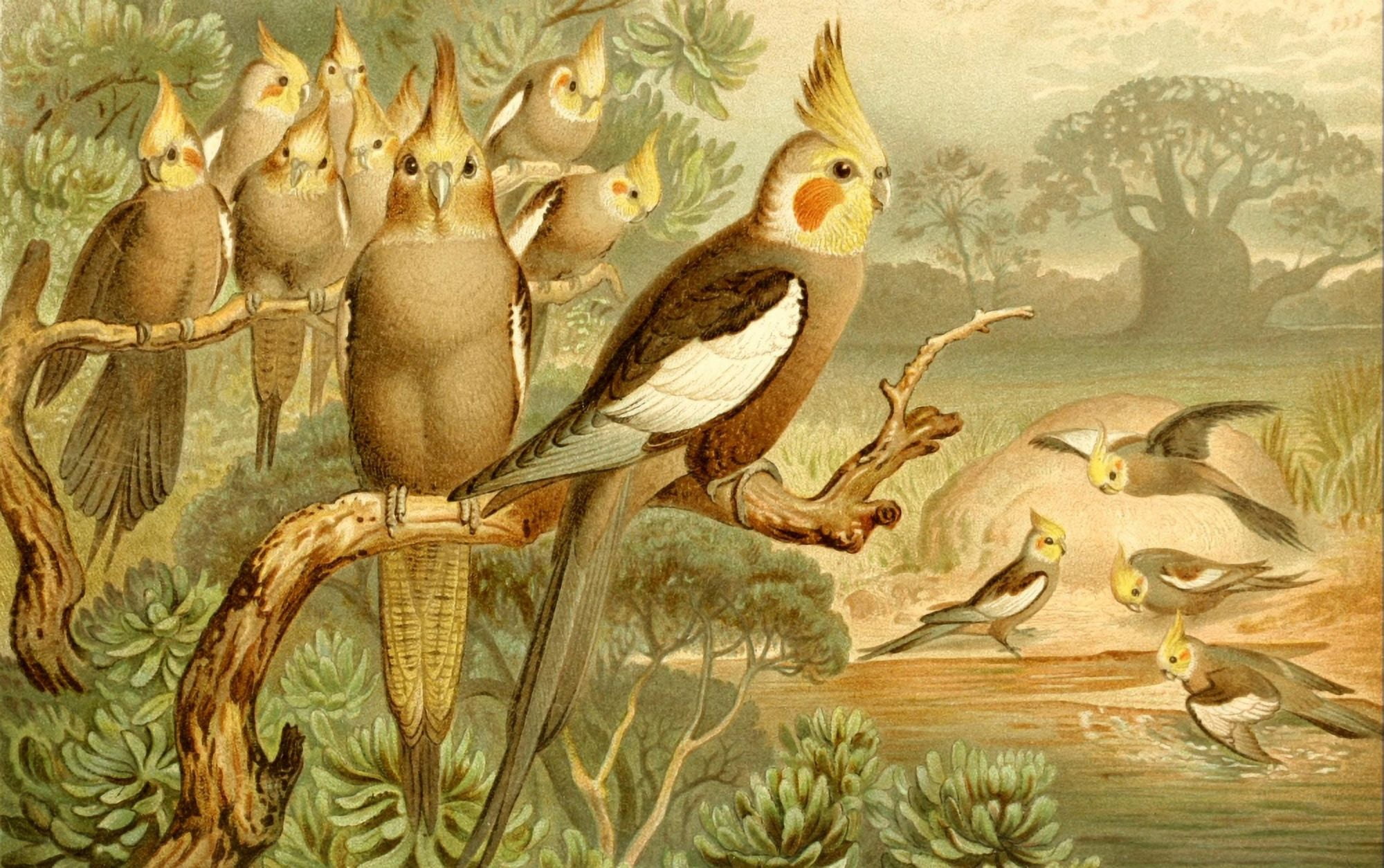 Brehms Tierleben 1900 Cockatiel Canvas Art - Unknown (18 x 24)