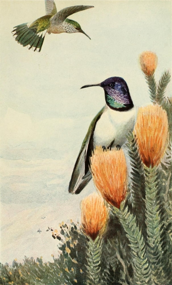 Brehms Tierleben 1900 Ecuadorian Hillstar Canvas Art - Unknown (24 x 36)