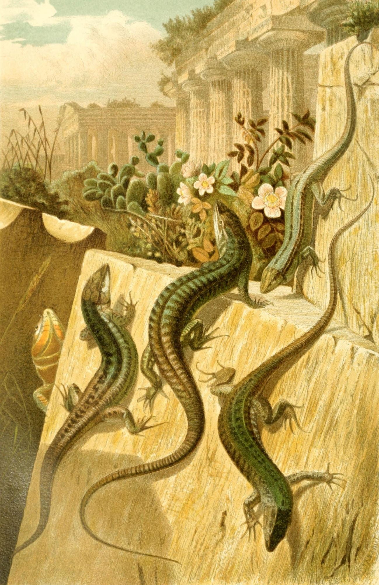 Brehms Tierleben 1900 European Wall Lizard Canvas Art - Unknown (24 x 36)