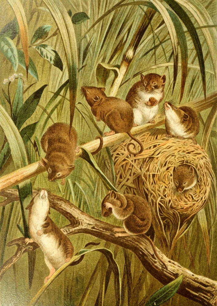 Brehms Tierleben 1900 Field-mice Canvas Art - Unknown (24 x 36)