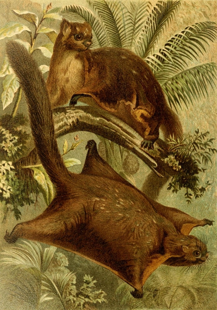 Brehms Tierleben 1900 Flying Squirrel Canvas Art - Unknown (18 x 24)