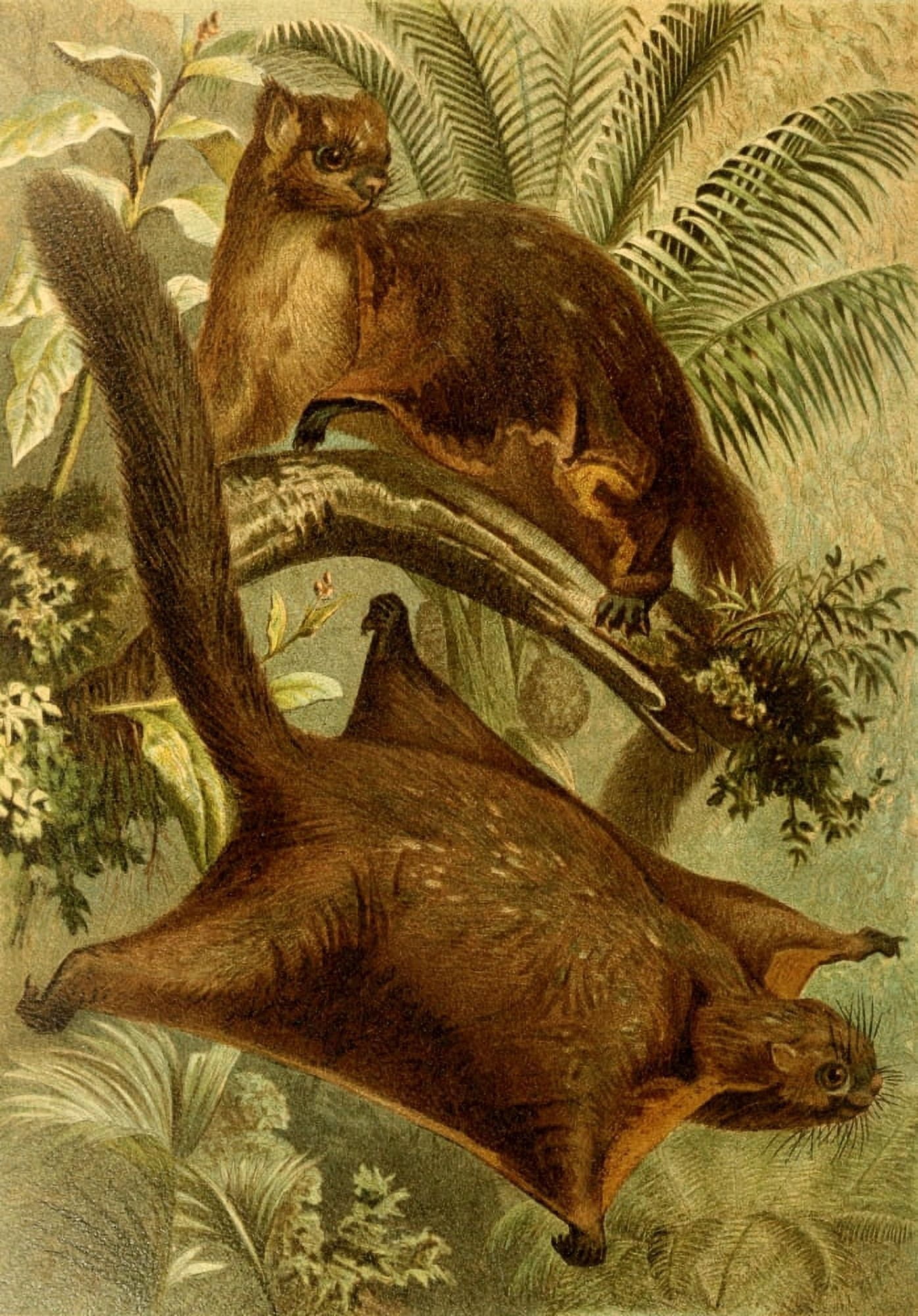 Brehms Tierleben 1900 Flying Squirrel Canvas Art - Unknown (24 x 36)