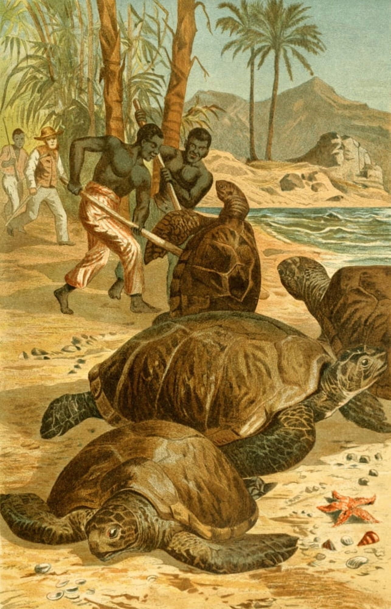 Brehms Tierleben 1900 Green Sea Turtle Canvas Art - Unknown (24 x 36)