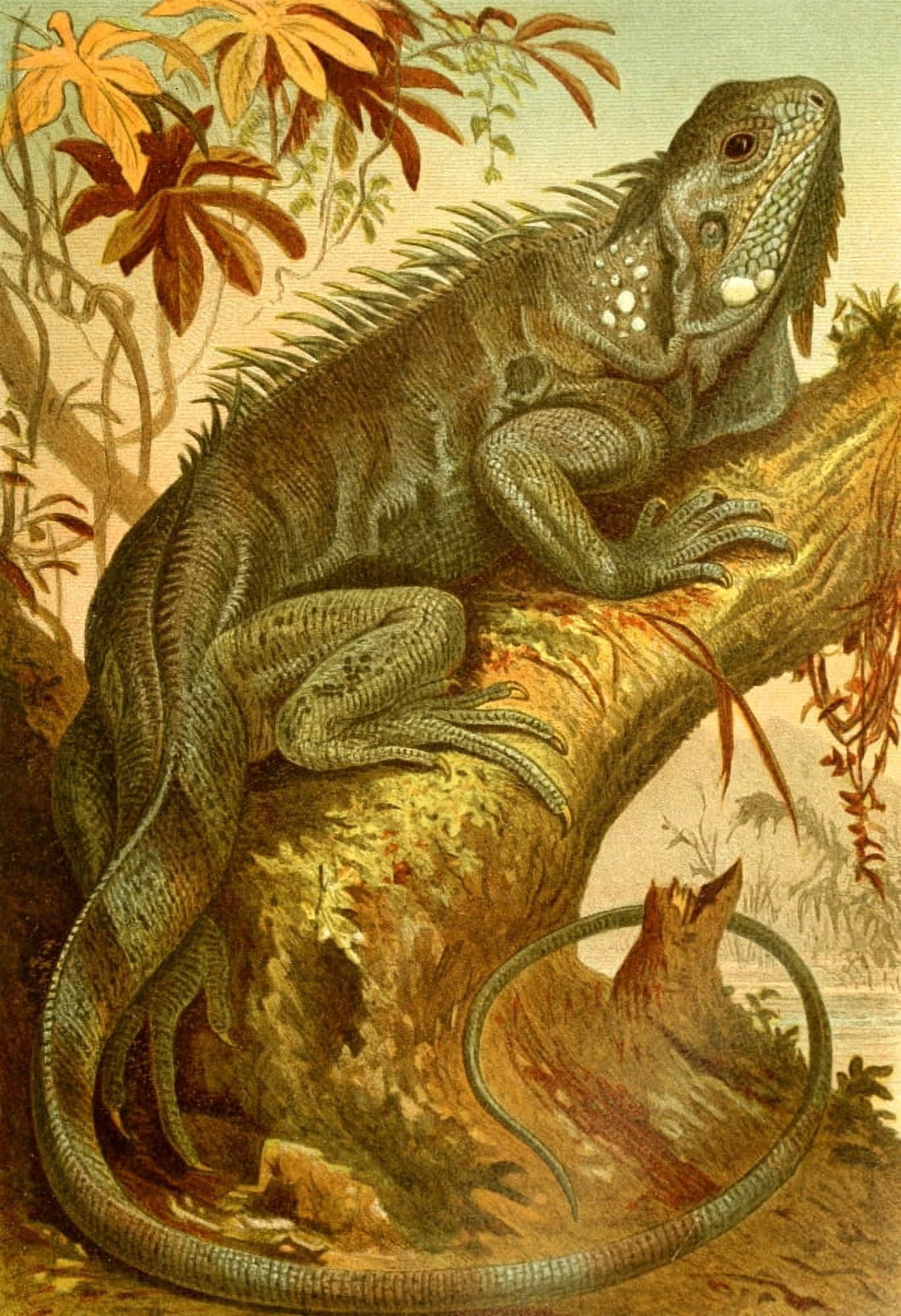 Brehms Tierleben 1900 Iguana Canvas Art - Unknown (24 x 36)
