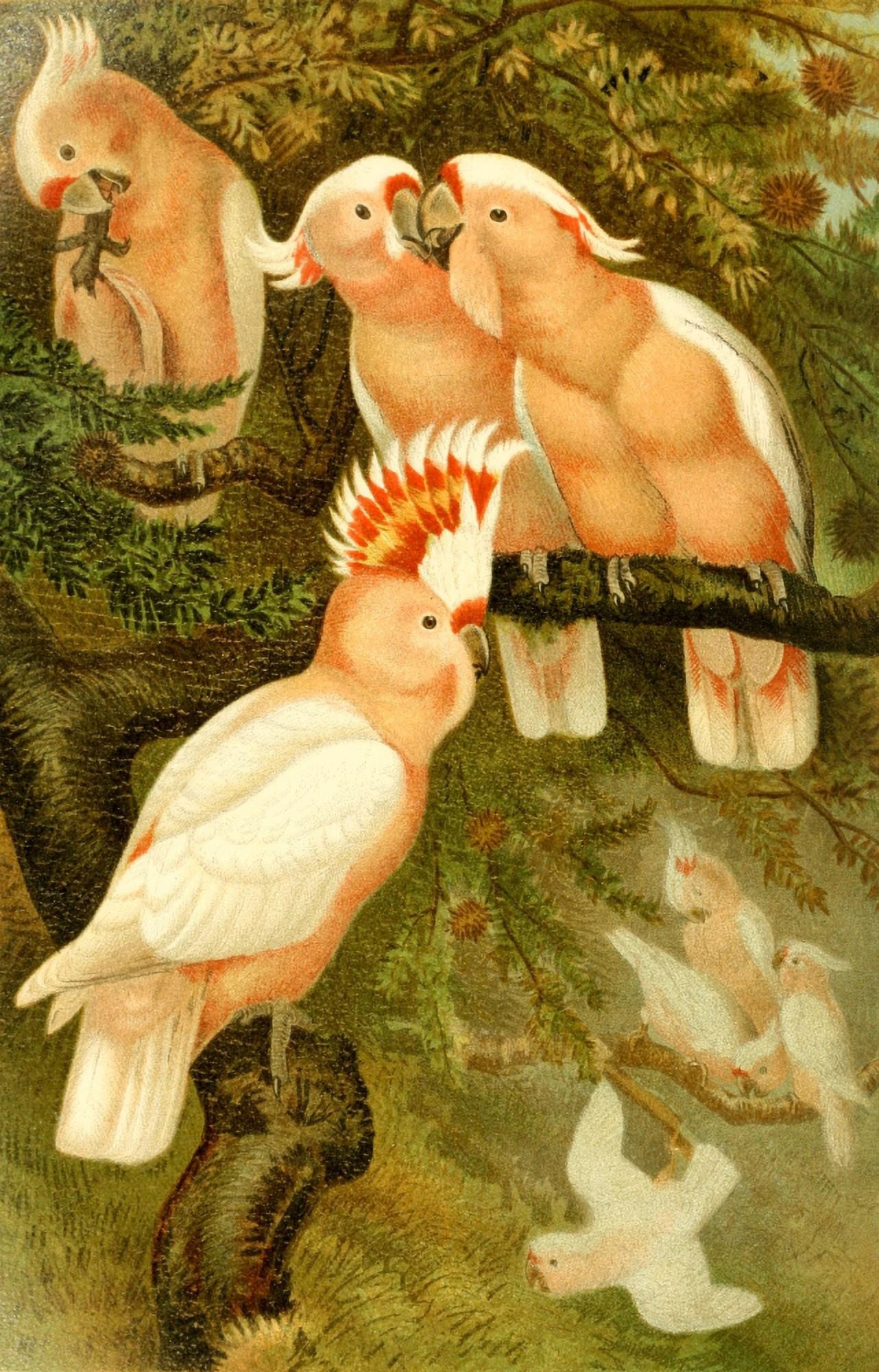 Brehms Tierleben 1900 Major Mitchells Cockatoo Canvas Art - Unknown (24 x 36)