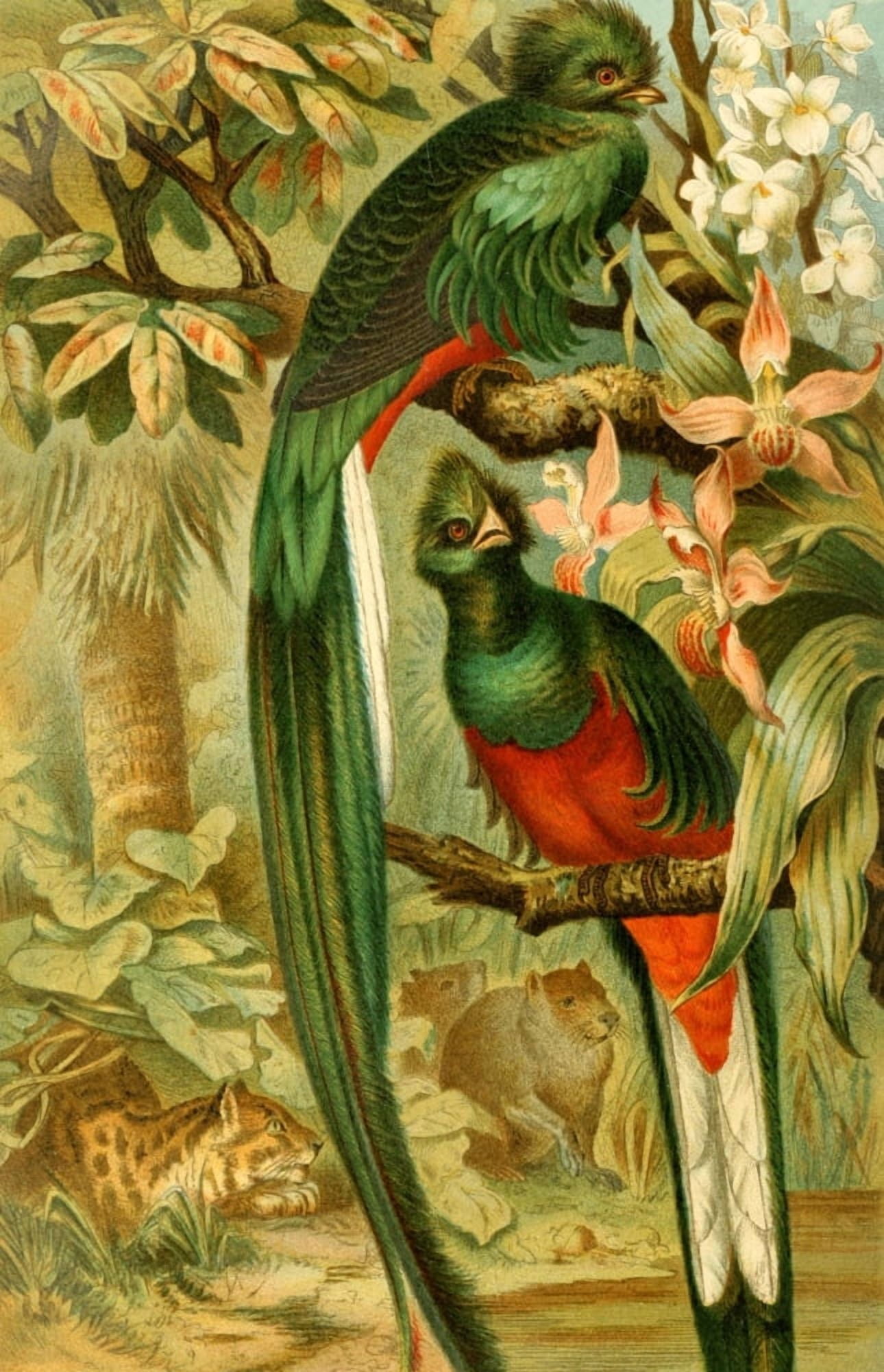 Brehms Tierleben 1900 Quesal Canvas Art - Unknown (18 x 24)