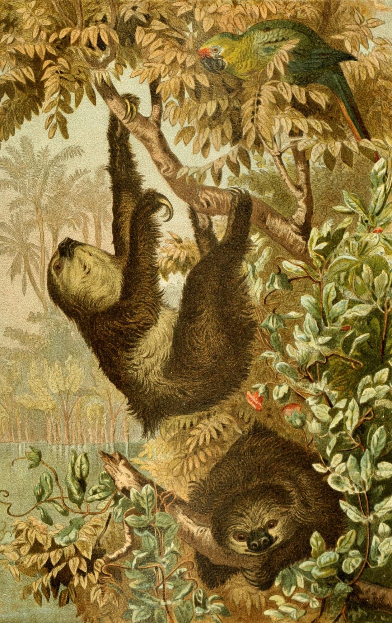 Brehms Tierleben 1900 Sloth Canvas Art - Unknown (18 x 24)