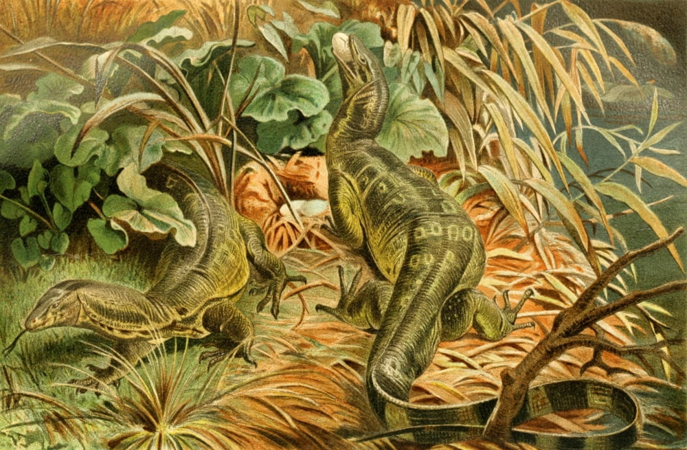Brehms Tierleben 1900 Water-monitor Canvas Art - Unknown (18 x 24)
